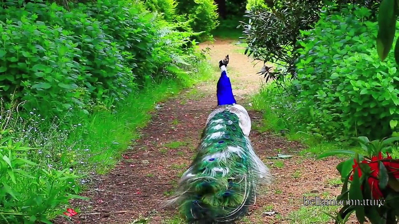 PEACOCK LOVER. ི♥ྀ