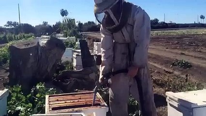Des abeilles rentrent dans sa combinaison