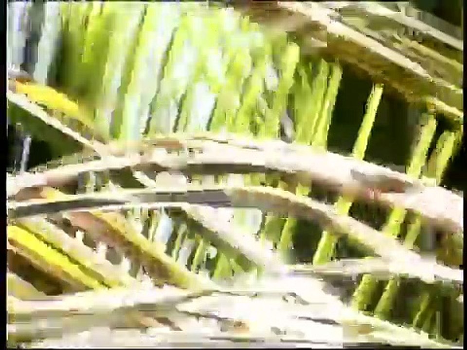 Reportage sur Wikipedia - Metropolis/Arte 7th august 2005