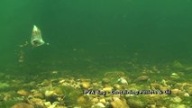 Barbel - PVA Bags Underwater Revealed