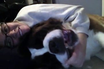 George the Saint Bernard