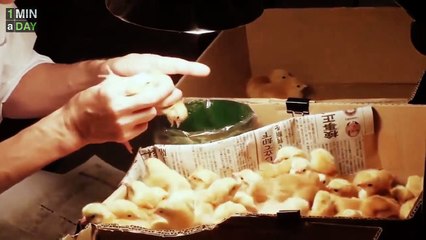 CHICK SEXERS - PROFESSIONAL MASS MURDERERS   1MINaDAY