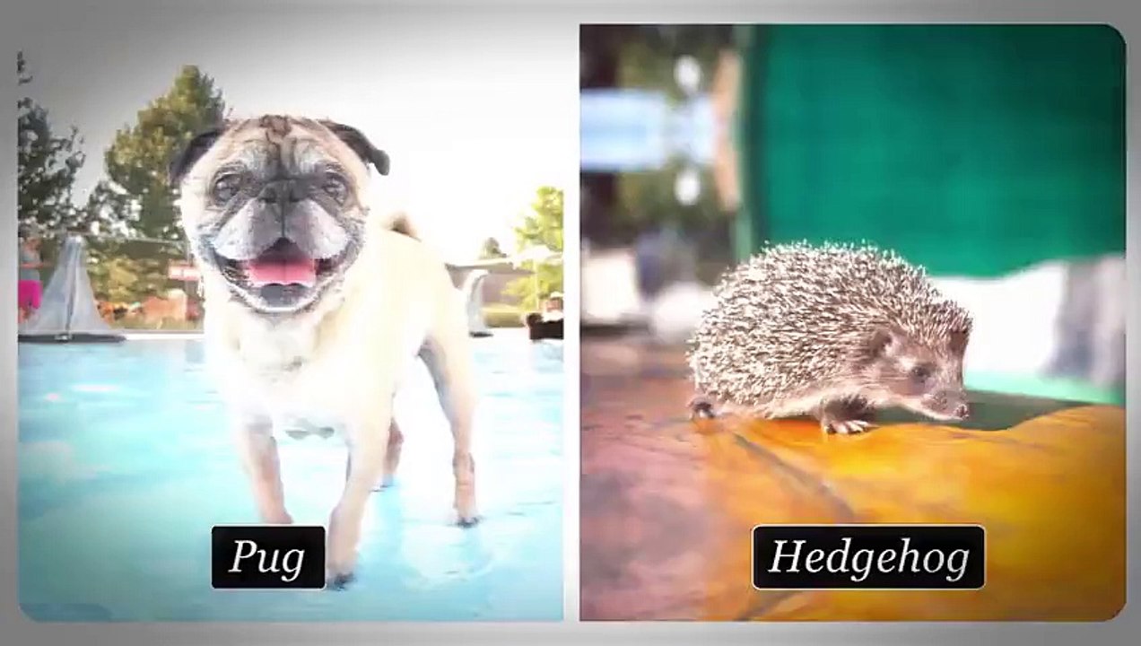 8 Animal Hybrids That Would Break The Internet