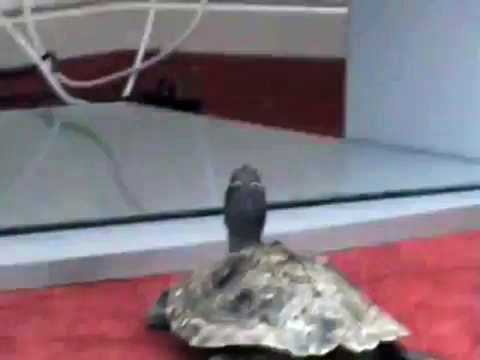 Turtle watching tv