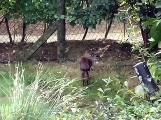 Dik Dik with a Itch! Colchester Zoo- Funny and Cute!