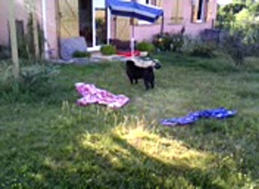 Shar peï au jardin