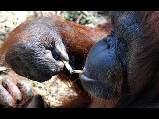 Smoking Monkeys Pics[1]