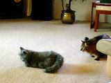 Curious Maine Coon Cat vs. FurReal Mechanical Robotic Kitten
