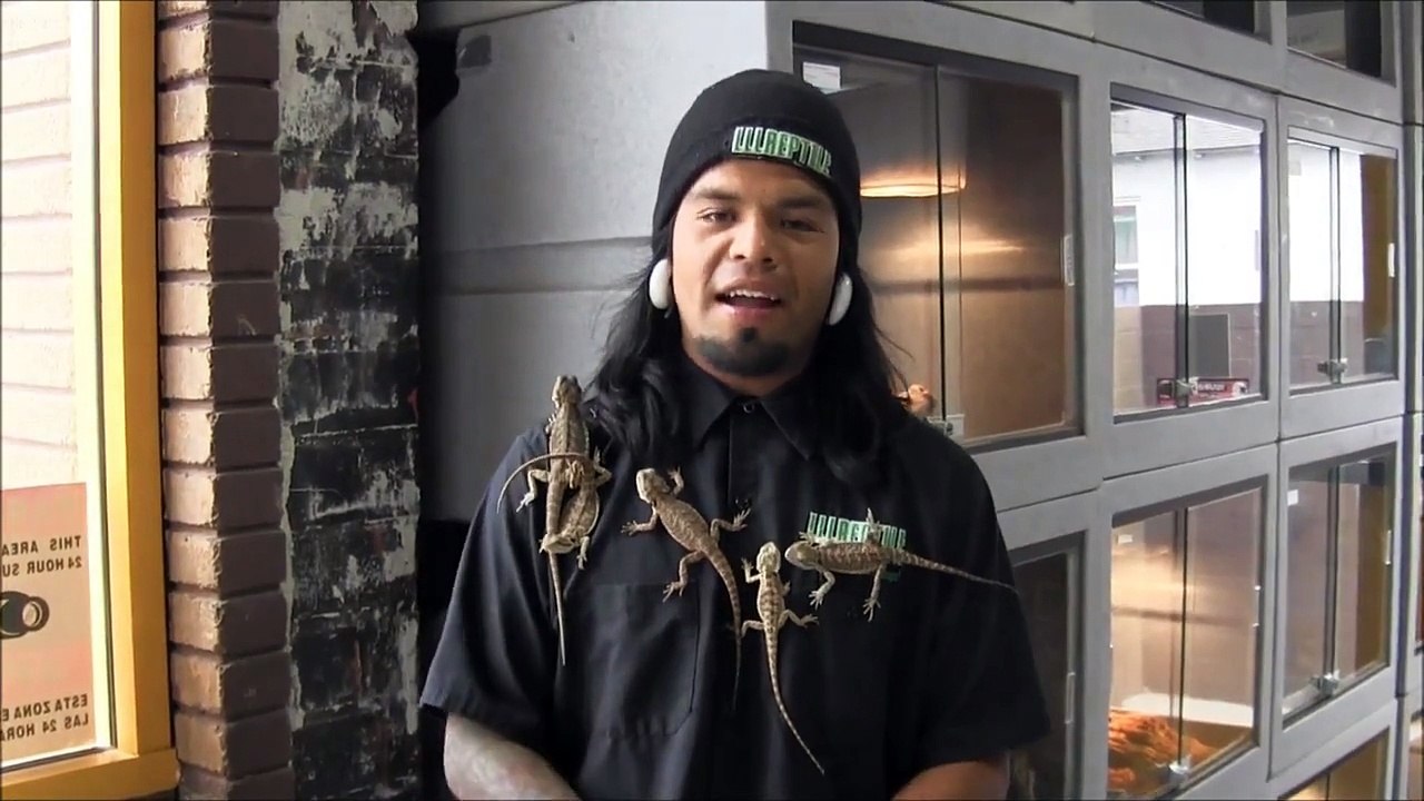 Feeding Bearded Dragons - Starting Info about Insects