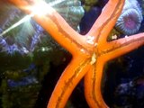 timelapse of an orange linckia starfish feeding on fish food pellets