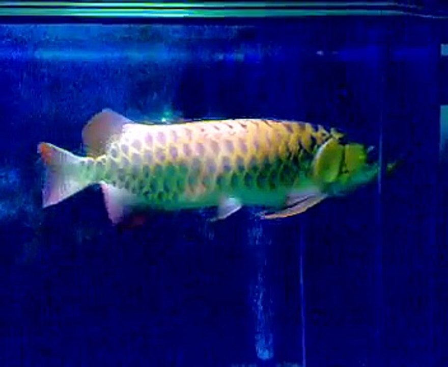 AROWANA - IKAN KELISA