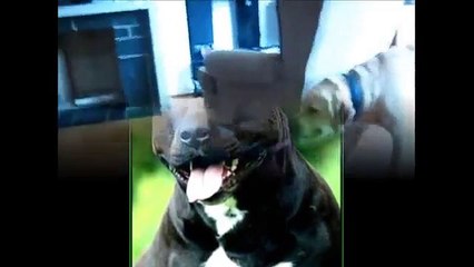 American staff vs labradorr