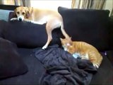 Funny! Dog Slaps Lazy Cat with Tail