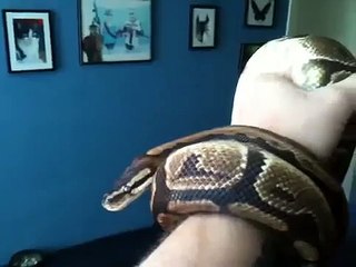 Ball Python 10 year old male