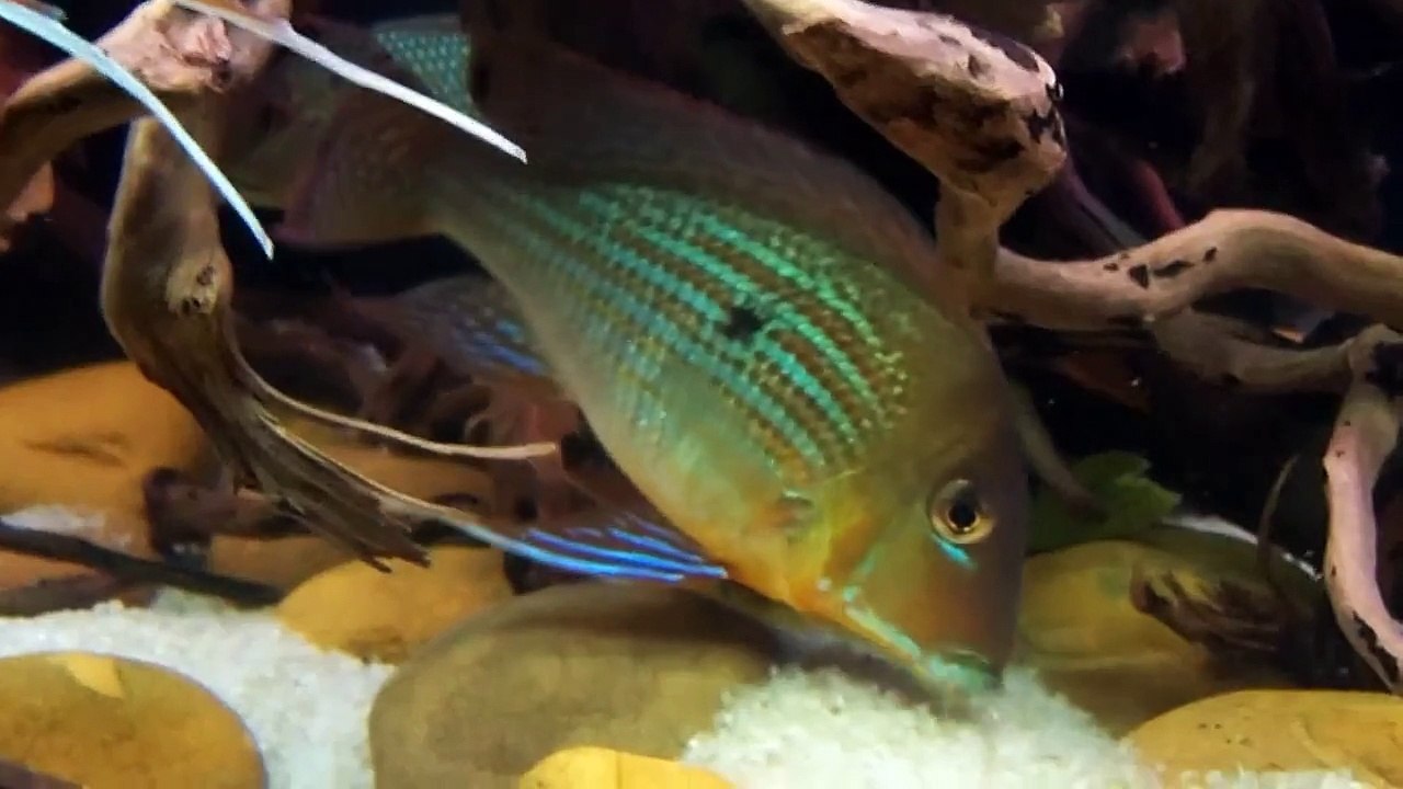 Geophagus Altifrons Rio Negro