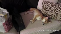 EEVEE = Couch Potato - Cute Shiba Inu Puppy Lounging