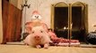 A Pet Pig is a Happy Pig - Happy Holidays Everyone