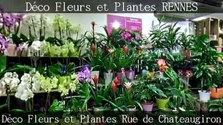 Déco Fleurs et Plantes RENNES by GIROPTIC