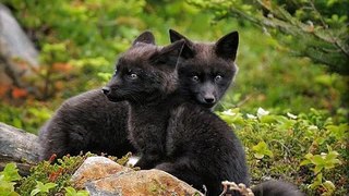 Funny Black - Cute Animals Compilation[1]