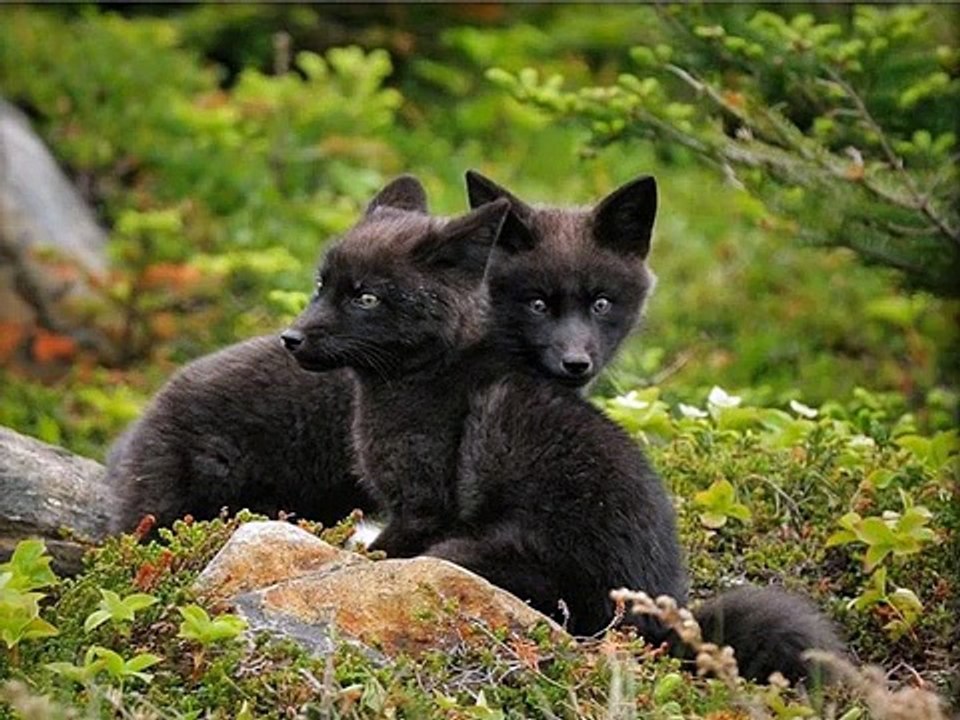 Funny Black - Cute Animals Compilation[1]