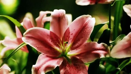 Kahlan & Cara -  The Last Night Wisp (Kill Bill Soundtrack)