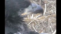 Decorah Eagles Faces of the Young Eaglets  May 9, 2011