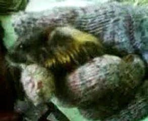 Reticulated python eating mice