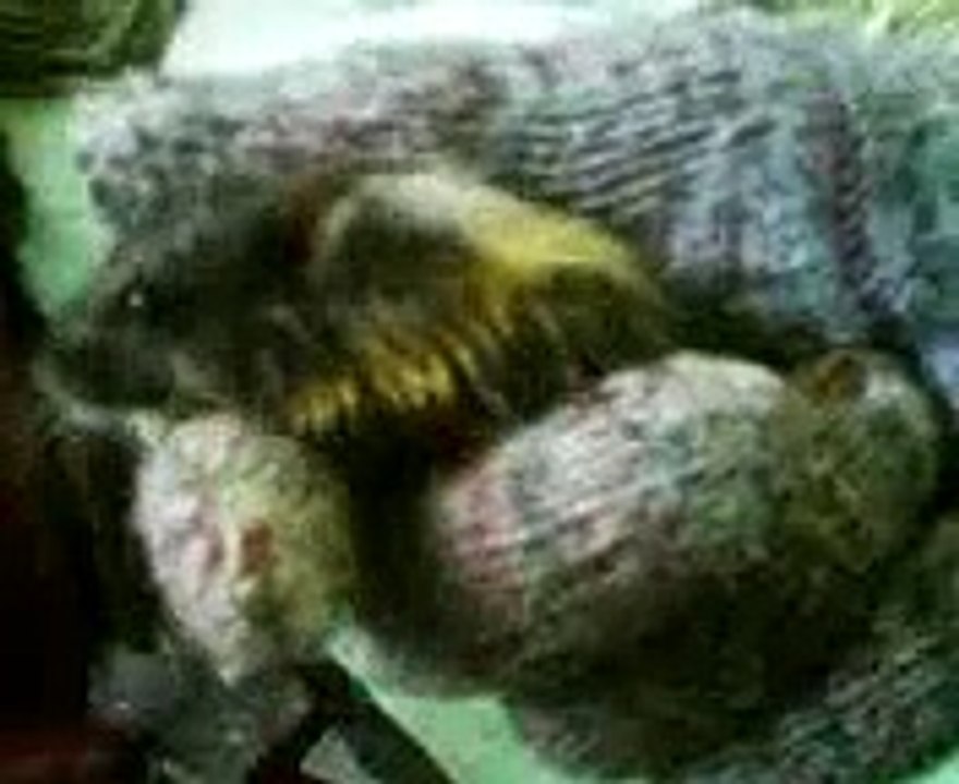 Reticulated python eating mice