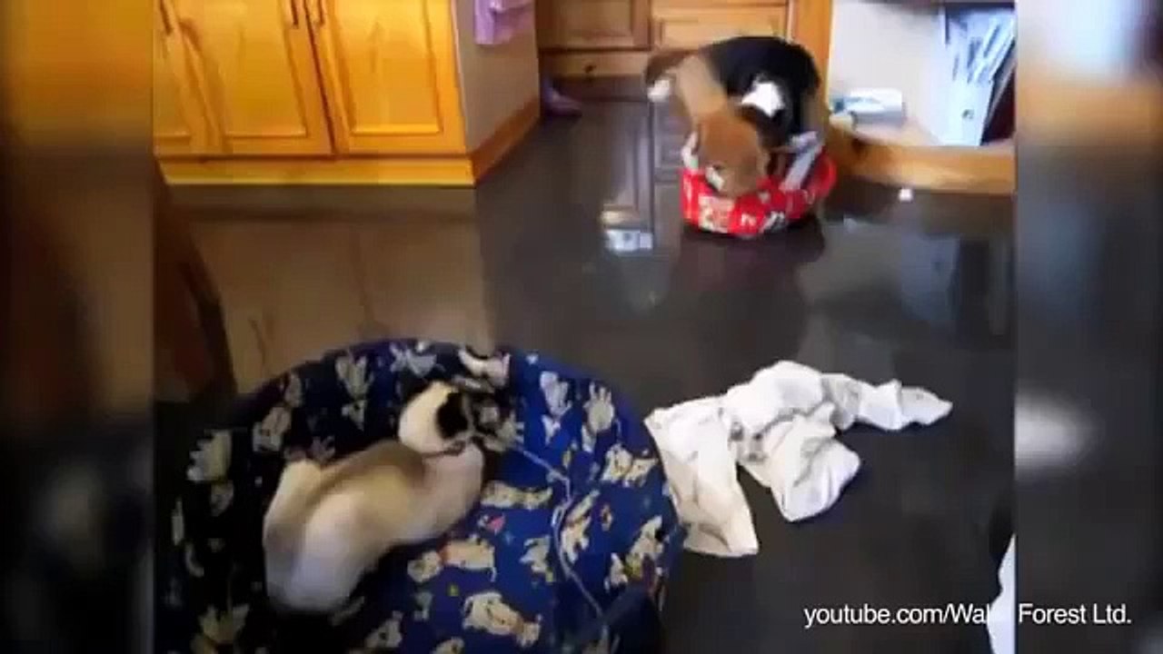Gatos que les roban la cama a los perros