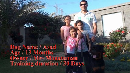 Best Rottweiler Personal Protection training