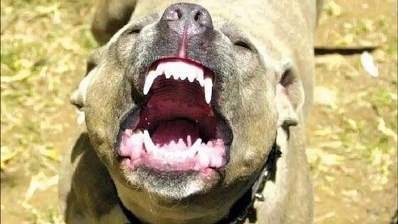 PERROS ASESINOS  2 (PITBULL ATTACK 2)
