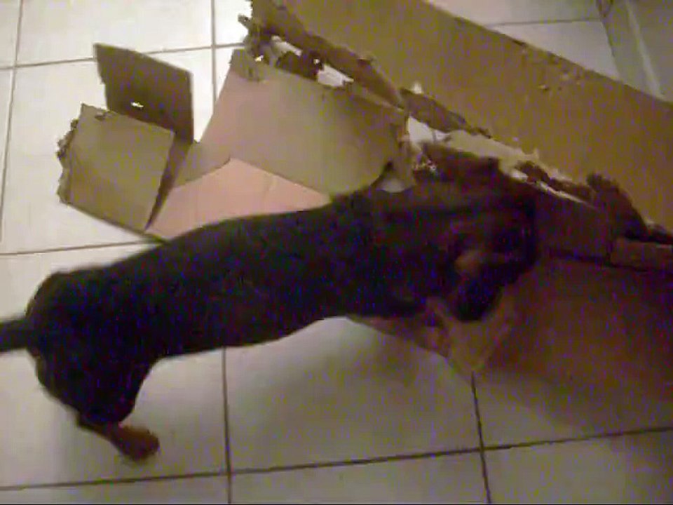 Oddy, le chien Fada et son carton !