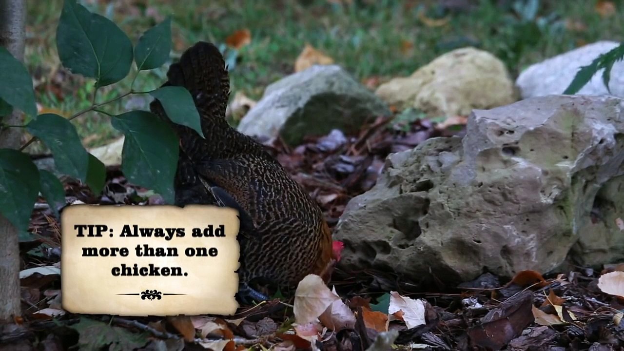 Integrating New Birds into the Flock
