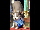 Ugliest Dog Contest