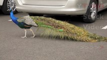 Peacock w/ Blue Color Feathers Walking in Parking Lot w/ Peafowl Bird Sound | HD Stock Video Footage