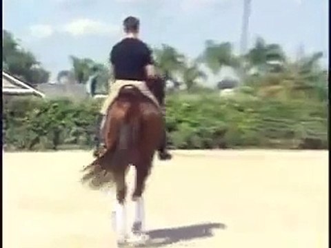 Lullaby Hanoverian FEI dressage stallion