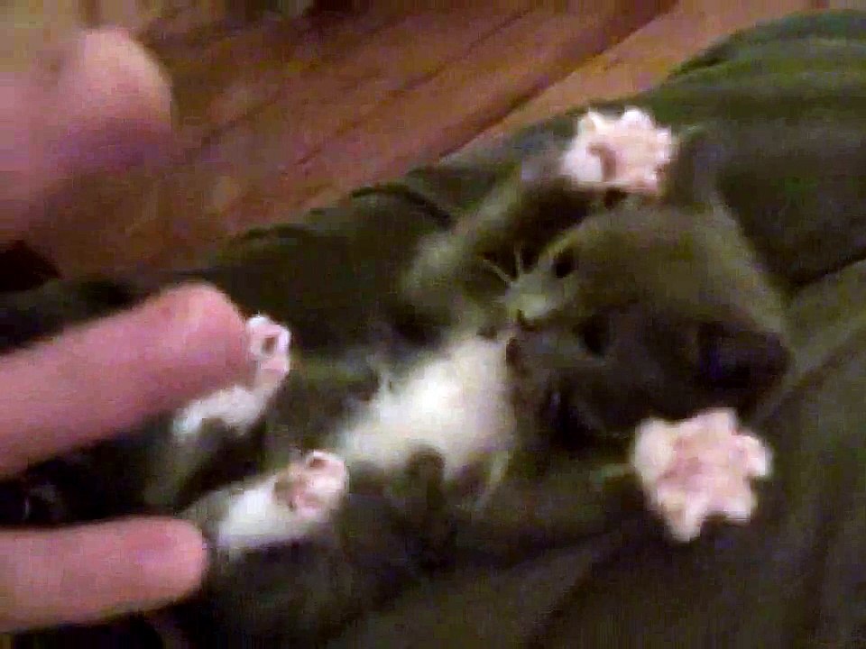 suprised kitty jingles the bell [REMIX]