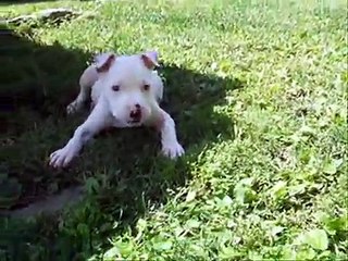 White Amstaff "Pitbull" puppy 8 weeks to 1 years old