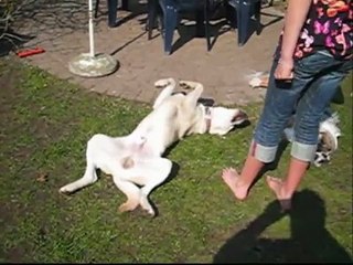 Dog Training - How to teach your dog: PLAY DEAD
