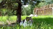 Funny Videos - Funny Cats - Funny Pranks - Funny Animals - Funny Dog