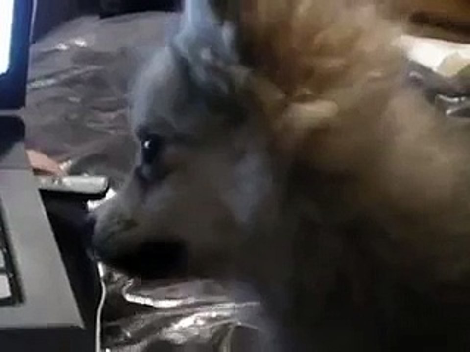 Adorable : ce chiot entend des hurlements de loups