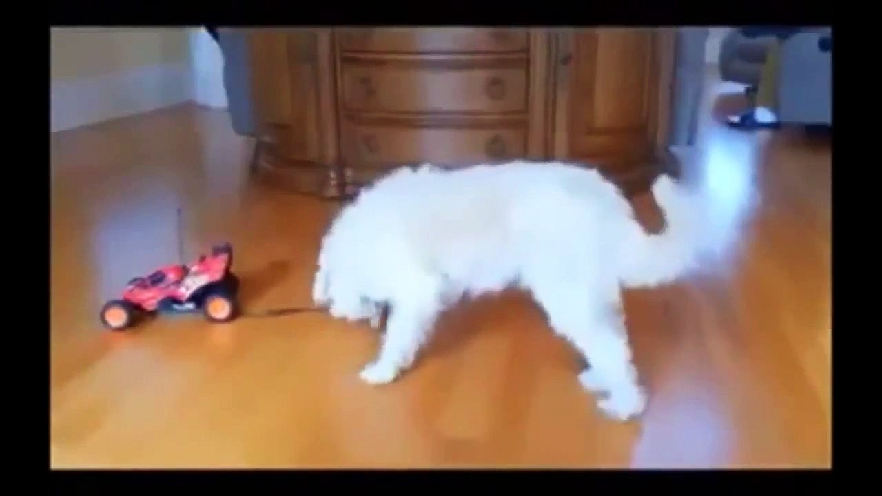 funny dog videos, scary videos, funny pranks, funny animal videos