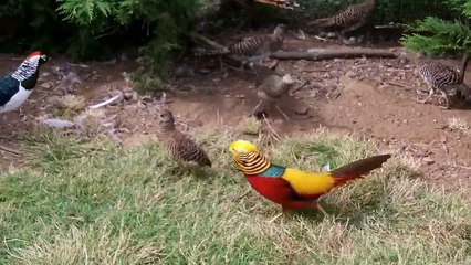 Cortejo Faisán Dorado.MP4