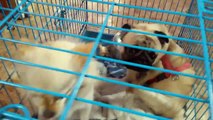Pug and Japanese Spitz in same Cage- Pug Got Scared!