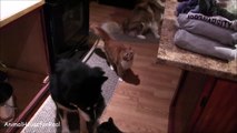 Siberian Husky and Cat Love Compilation