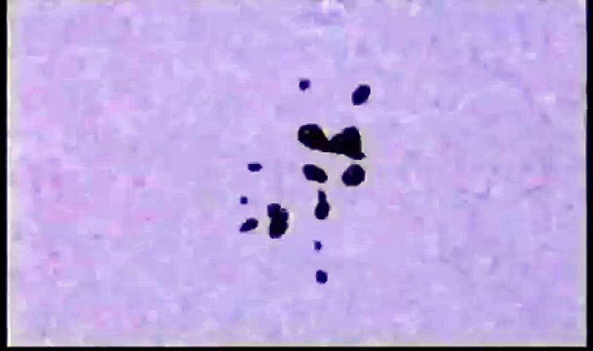 Klasky Csupo and Nick Logo with Under the Sea