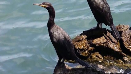Ptice Hrvatske - Morski vranac (Phalacrocorax aristotelis) (Birds of Croatia - Shag) (1/2)