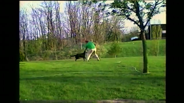 un chien avec un tuyau d'arrosage