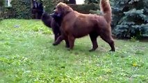 Neufundländer Hunde beim Spielen