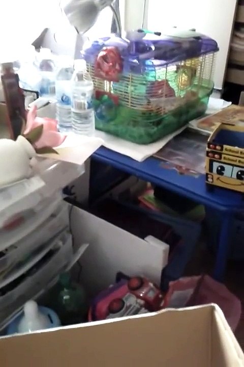 Roborovski Dwarf Hamster Tame Box